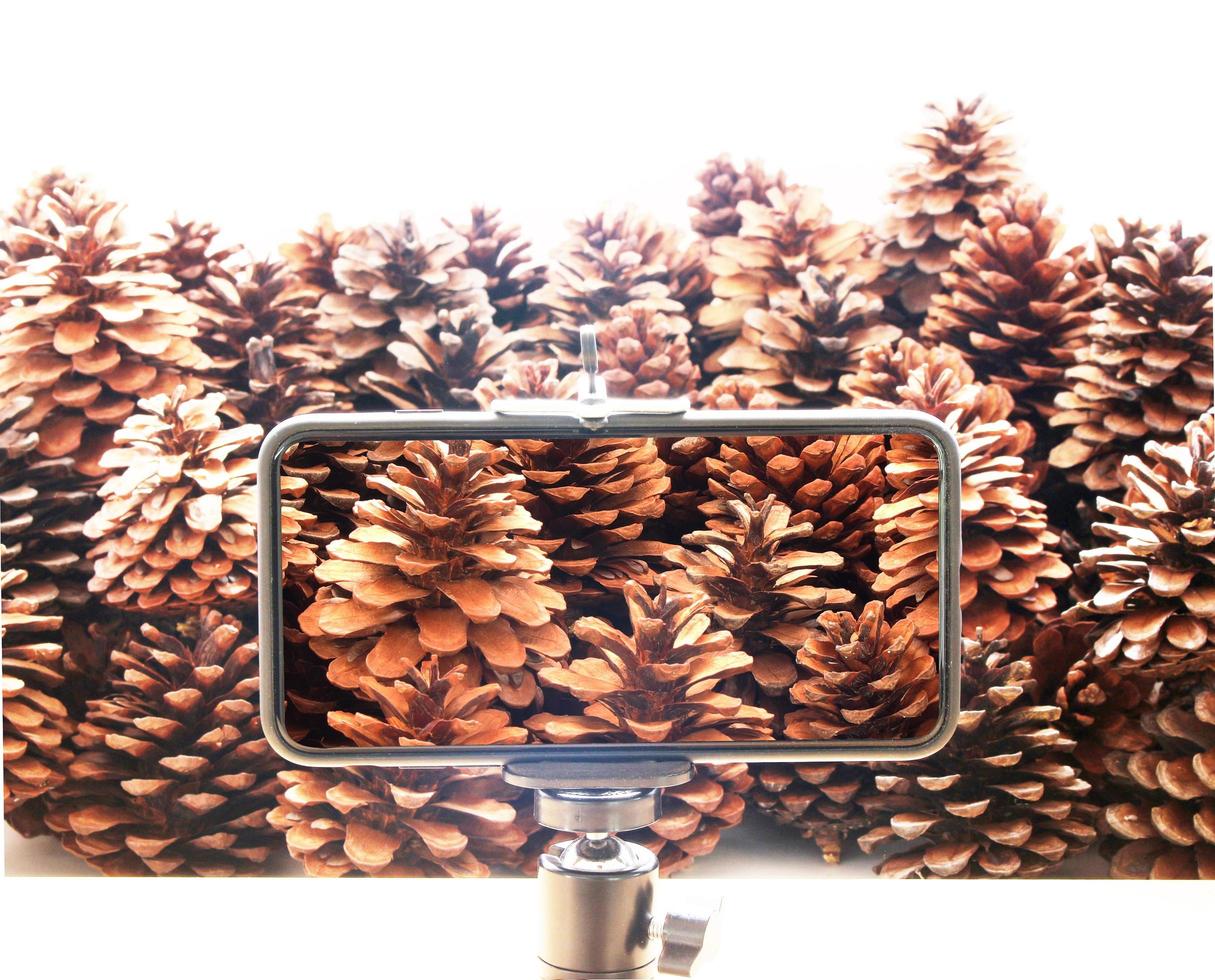 christmas pine cone fruits background photo