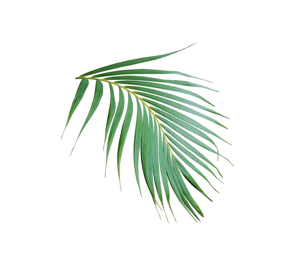 tropical frond green palm leaf tree isolated on white background photo