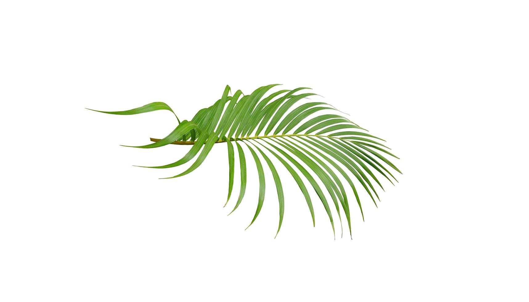 tropical green palm leaf tree isolated on white background photo