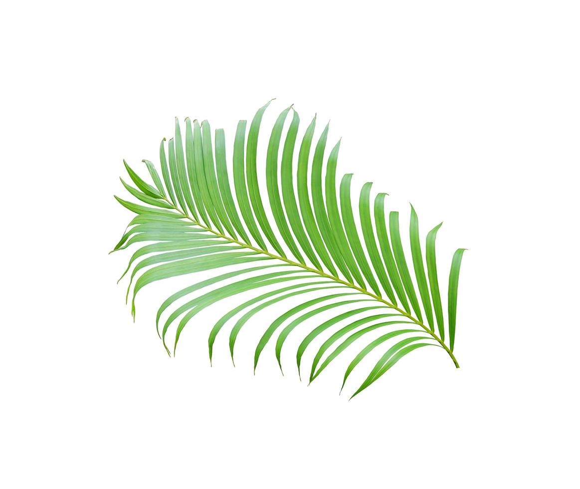 árbol de hoja de palma verde tropical aislado sobre fondo blanco foto