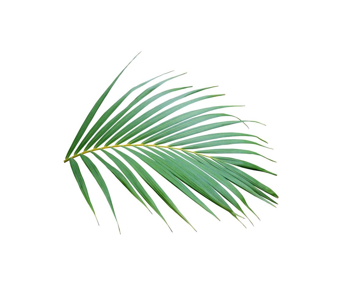 tropical frond green palm leaf tree isolated on white background photo