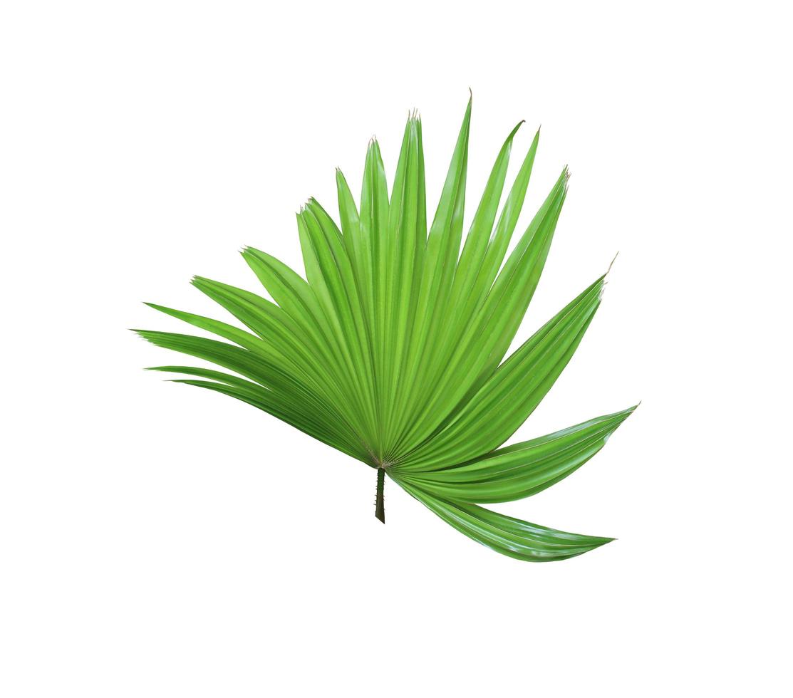 tropical green chinese windmill palm leaf tree isolated on white background photo