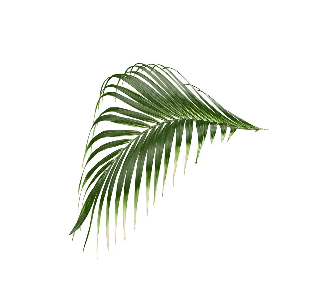 tropical green palm leaf tree isolated on white background photo