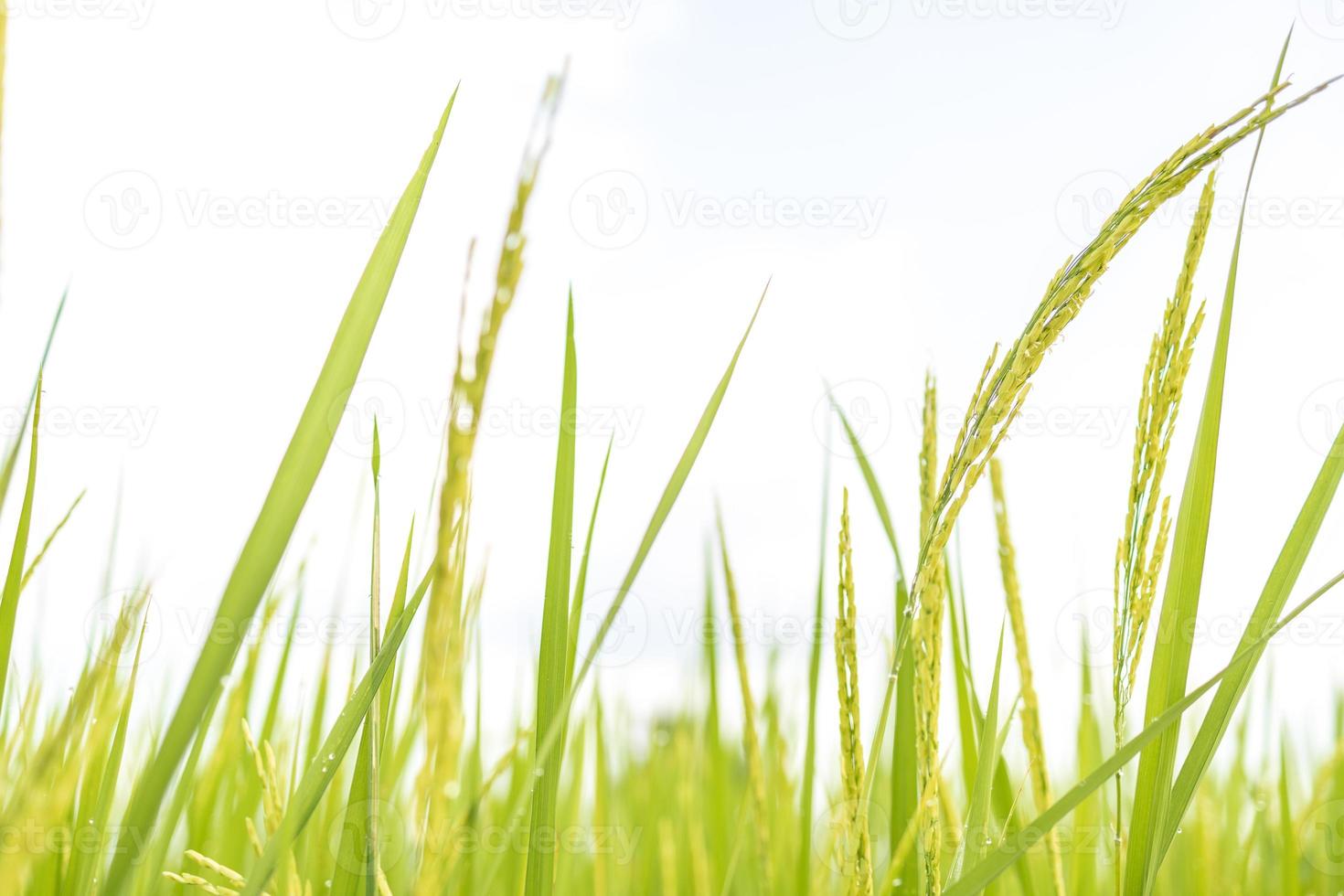 Fresh green rice fields in the fields are growing their grains on the leaves with dew drops photo