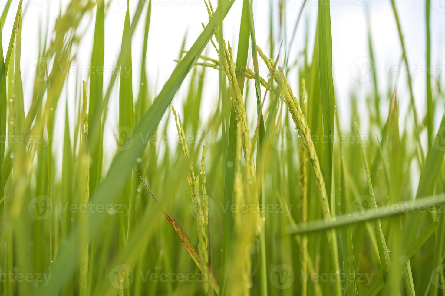 Fresh green rice fields in the fields are growing their grains on the leaves with dew drops photo