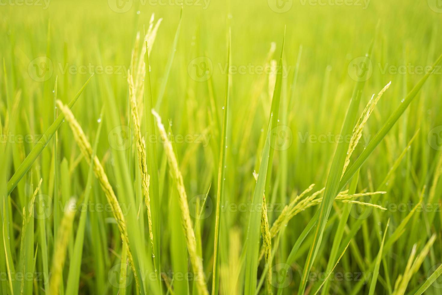 Fresh green rice fields in the fields are growing their grains on the leaves with dew drops photo