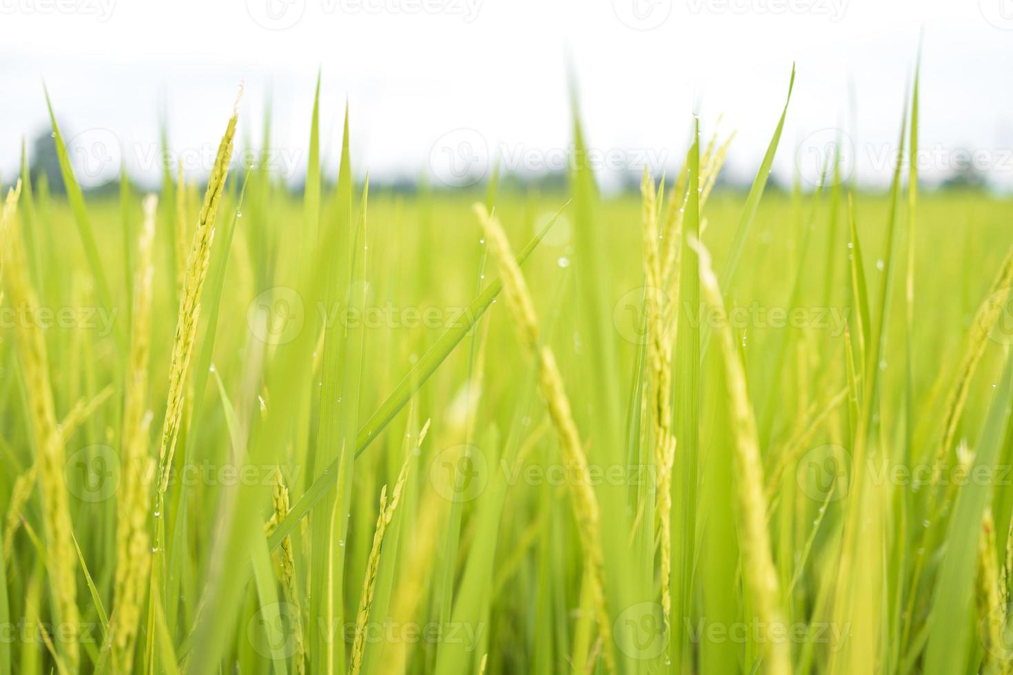 Fresh green rice fields in the fields are growing their grains on the leaves with dew drops photo