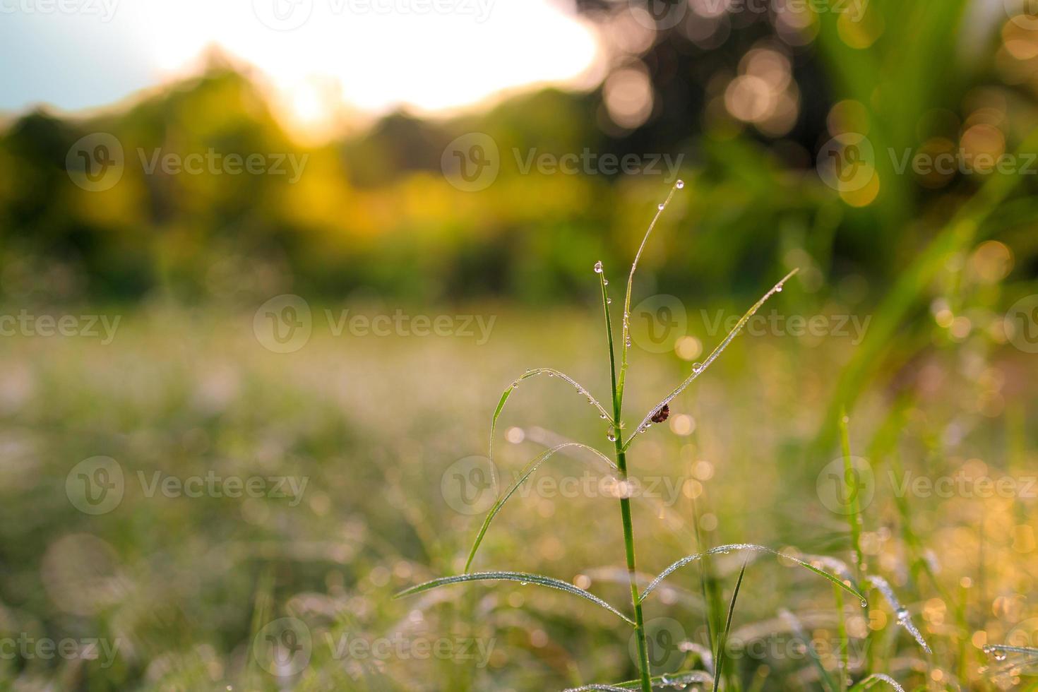 Grass with water droplets in the morning sunlight photo