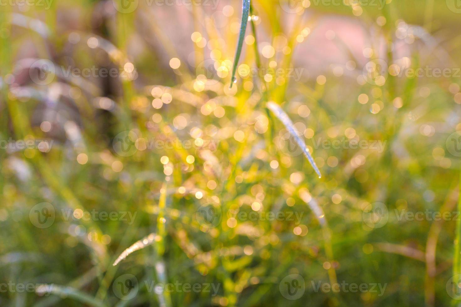 Grass with water droplets in the morning sunlight photo