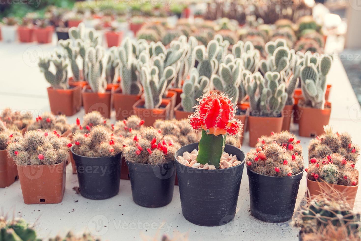 lindo cactus en una hermosa maceta foto