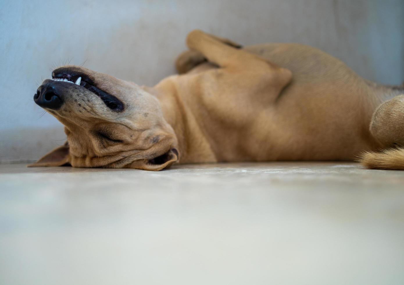 Thai ridgeback dog rests happily in the house. photo