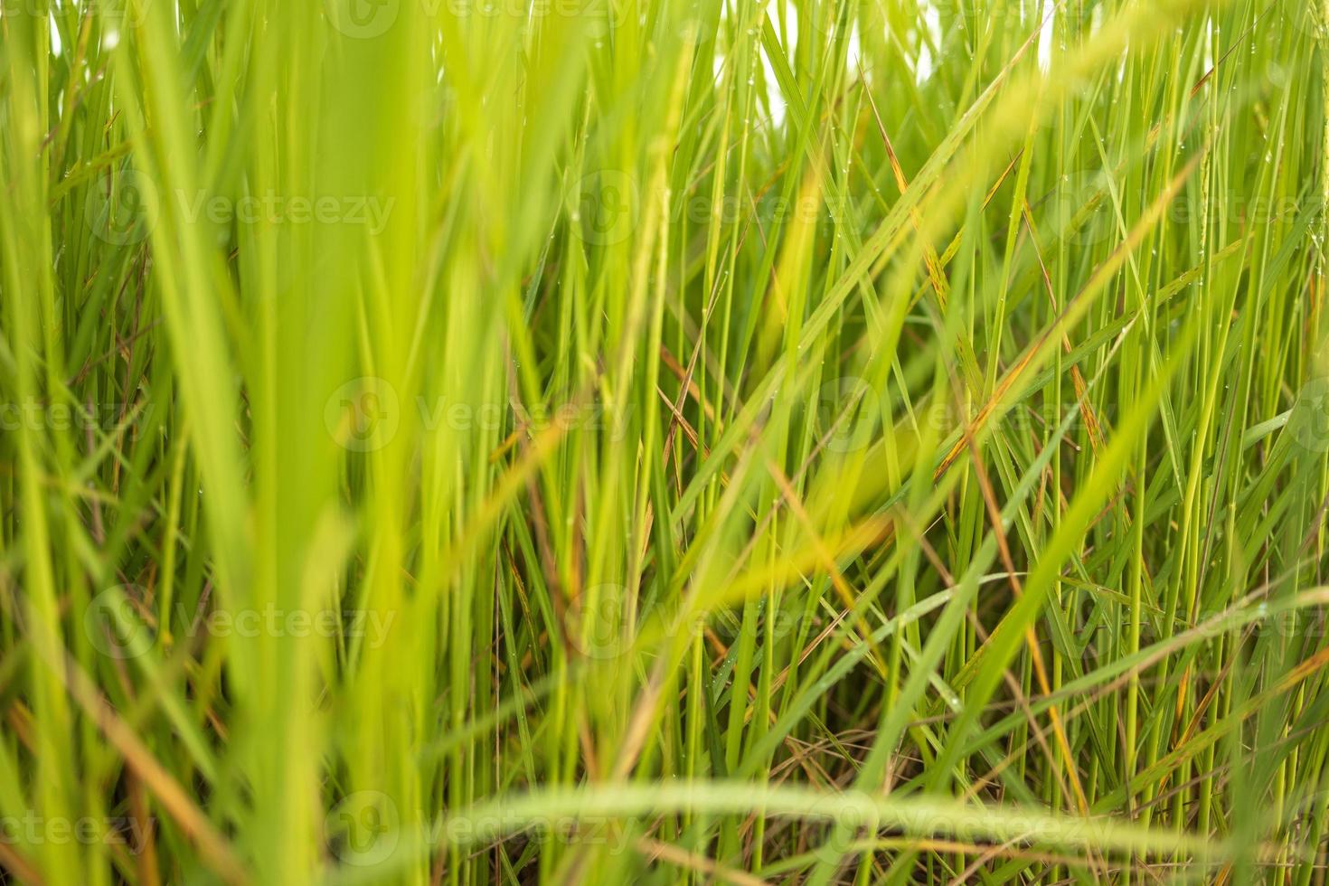 los campos de arroz verde fresco en los campos están cultivando sus granos en las hojas con gotas de rocío foto