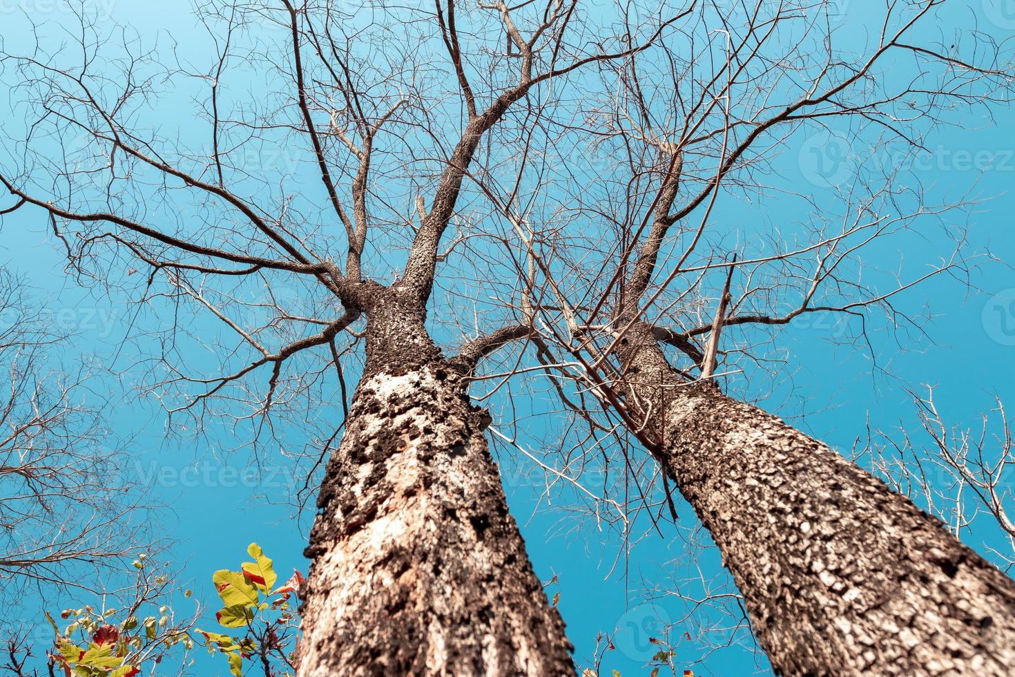 Low angle view of a group of trees on a clear blue sky. photo