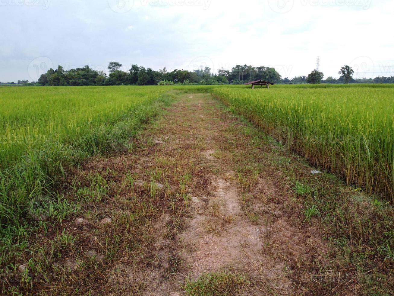 A thoroughfare in the green rice fields with a small hut in the background in a peaceful setting. photo