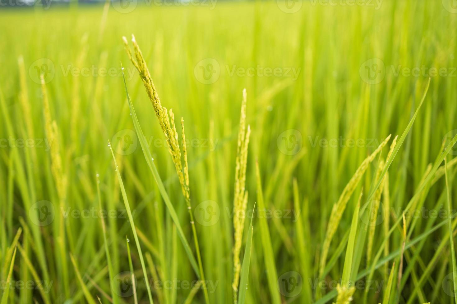 Fresh green rice fields in the fields are growing their grains on the leaves with dew drops photo