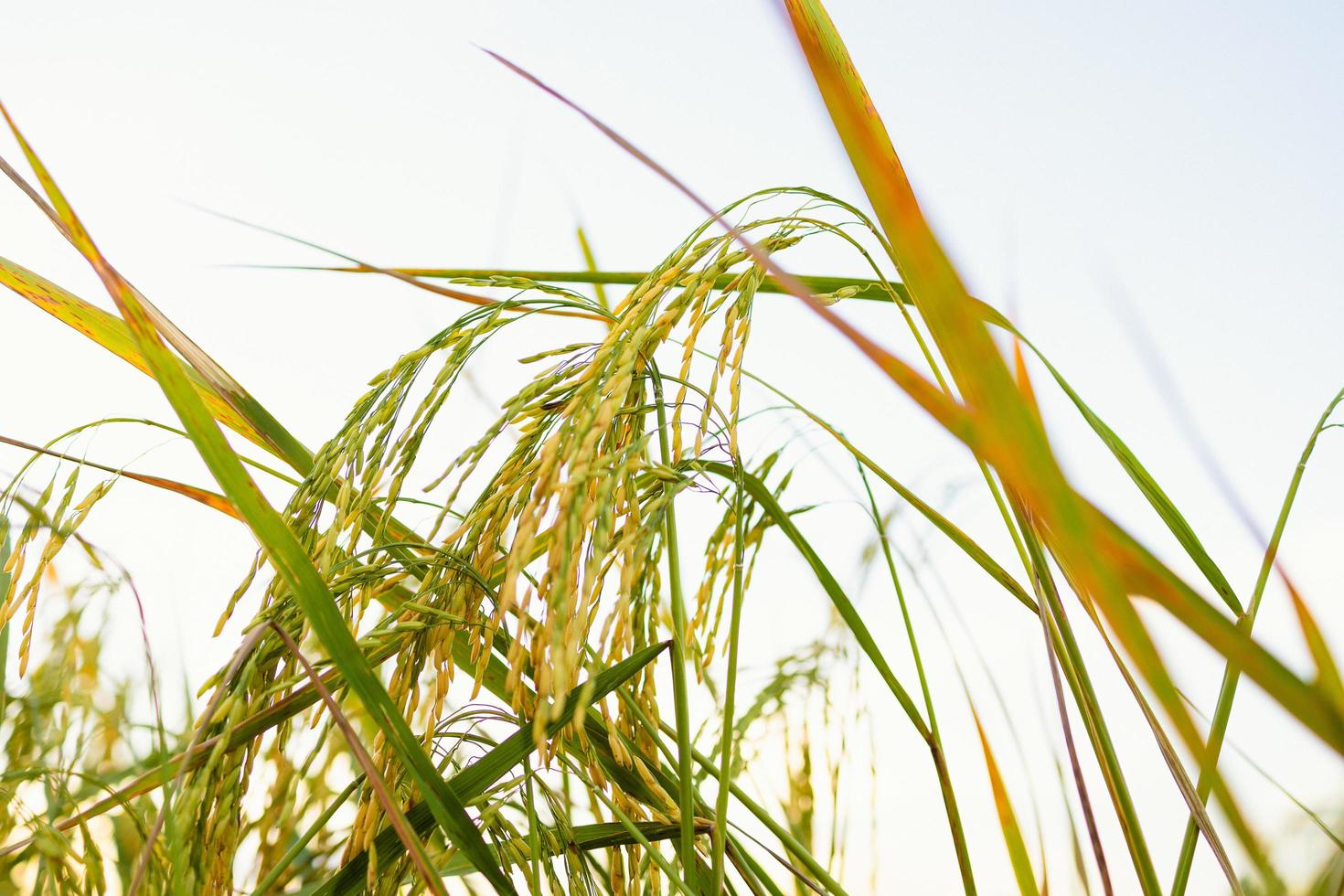 Golden ears of rice in the field at sunset photo