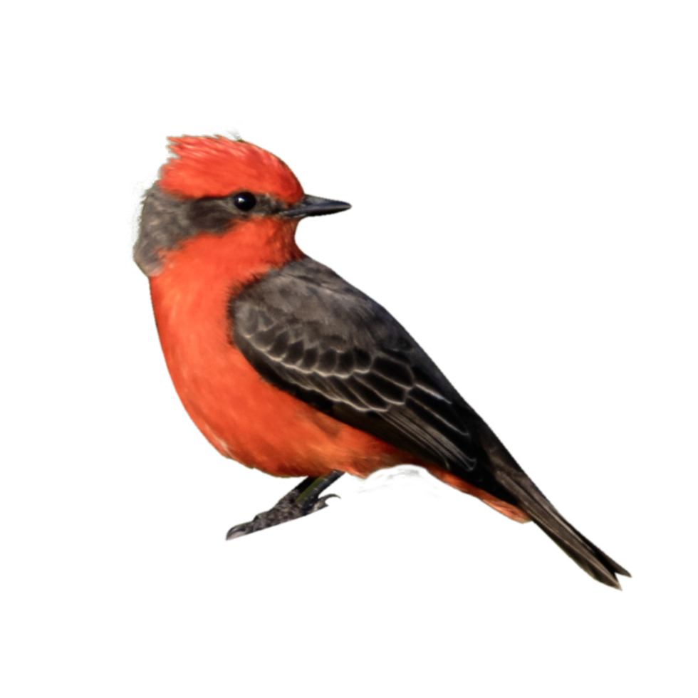 Vermilion flycatcher transparent png