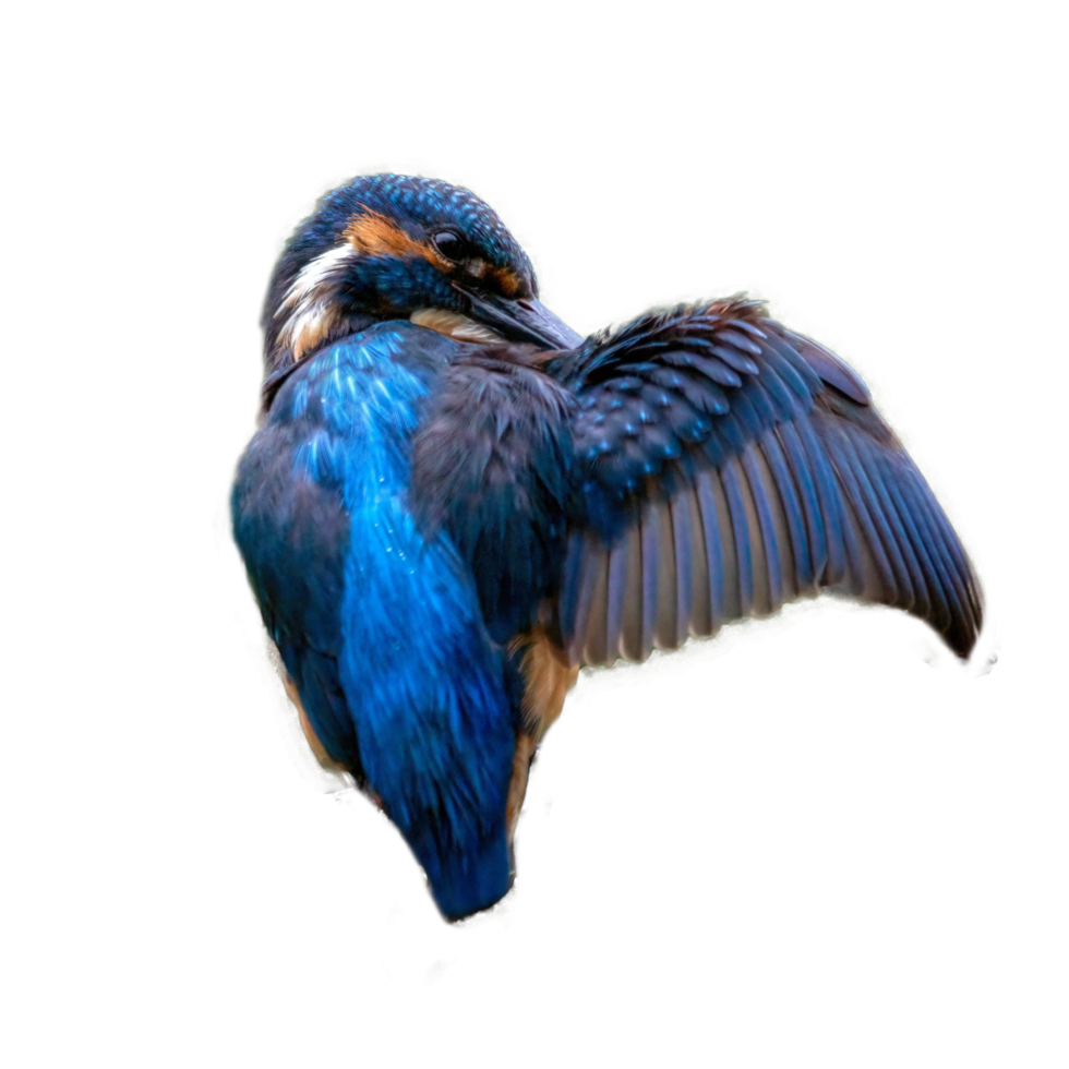 martins-pêcheurs oiseau transparent png