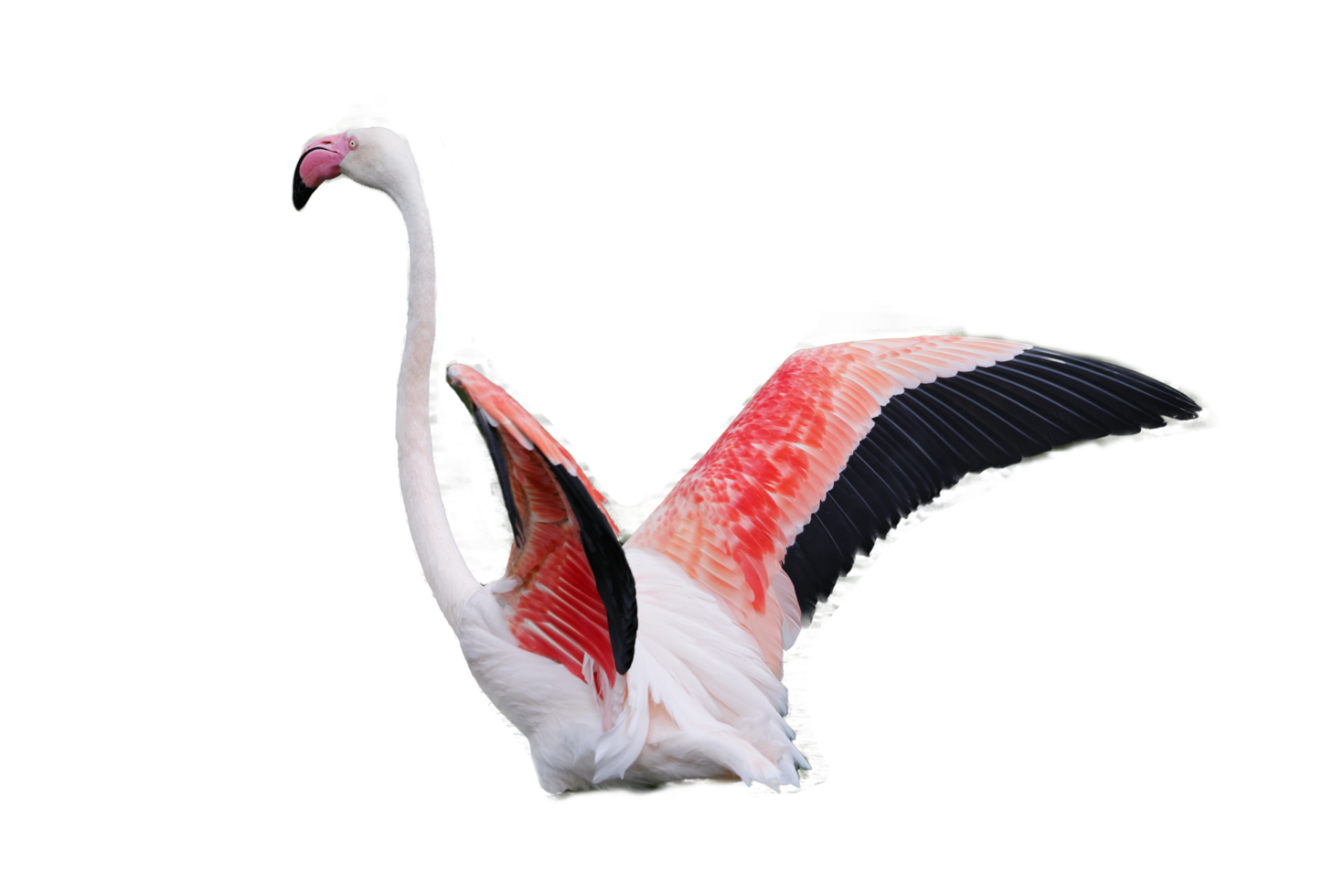 maior mosca flamingo png