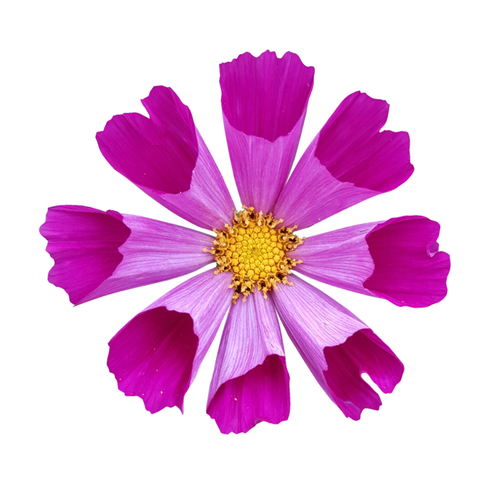 jardin cosmos fond transparent png