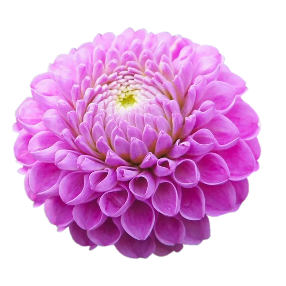 Dahlia Transparent Background Png – NBKomputer