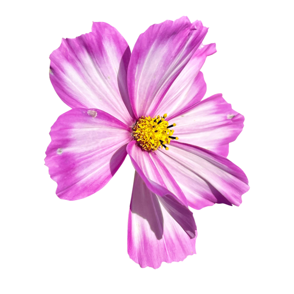 Garden Cosmos transparent background png