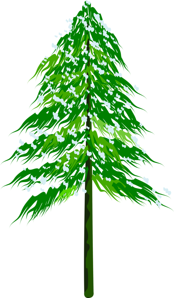 snow pine tree png