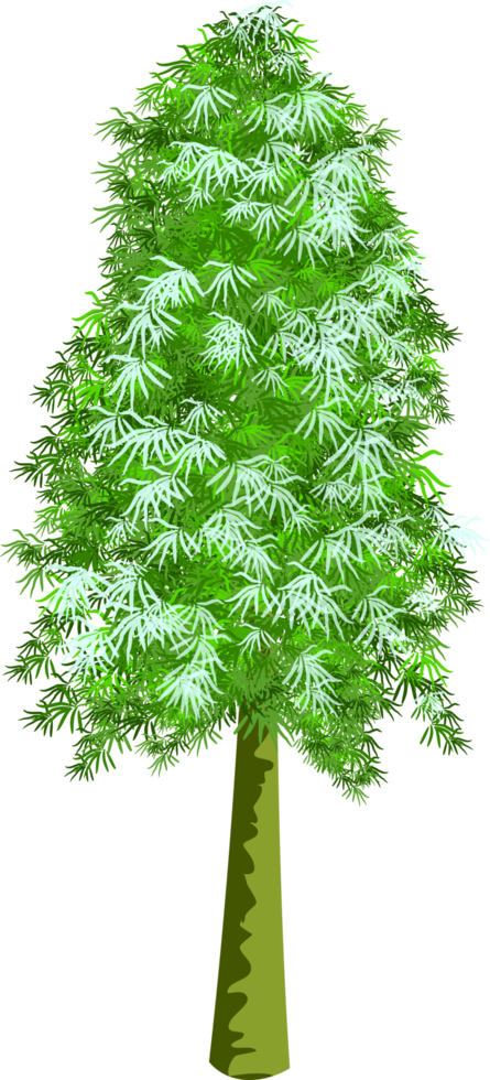 snow pine tree png