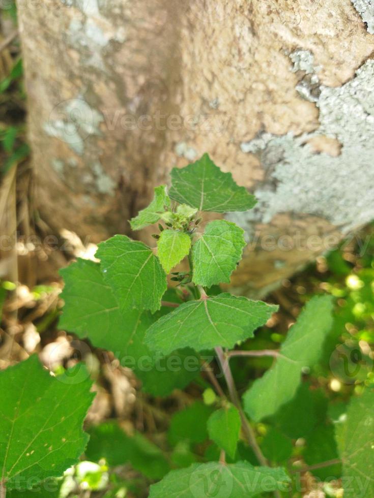 hojas en un árbol en el bosque foto