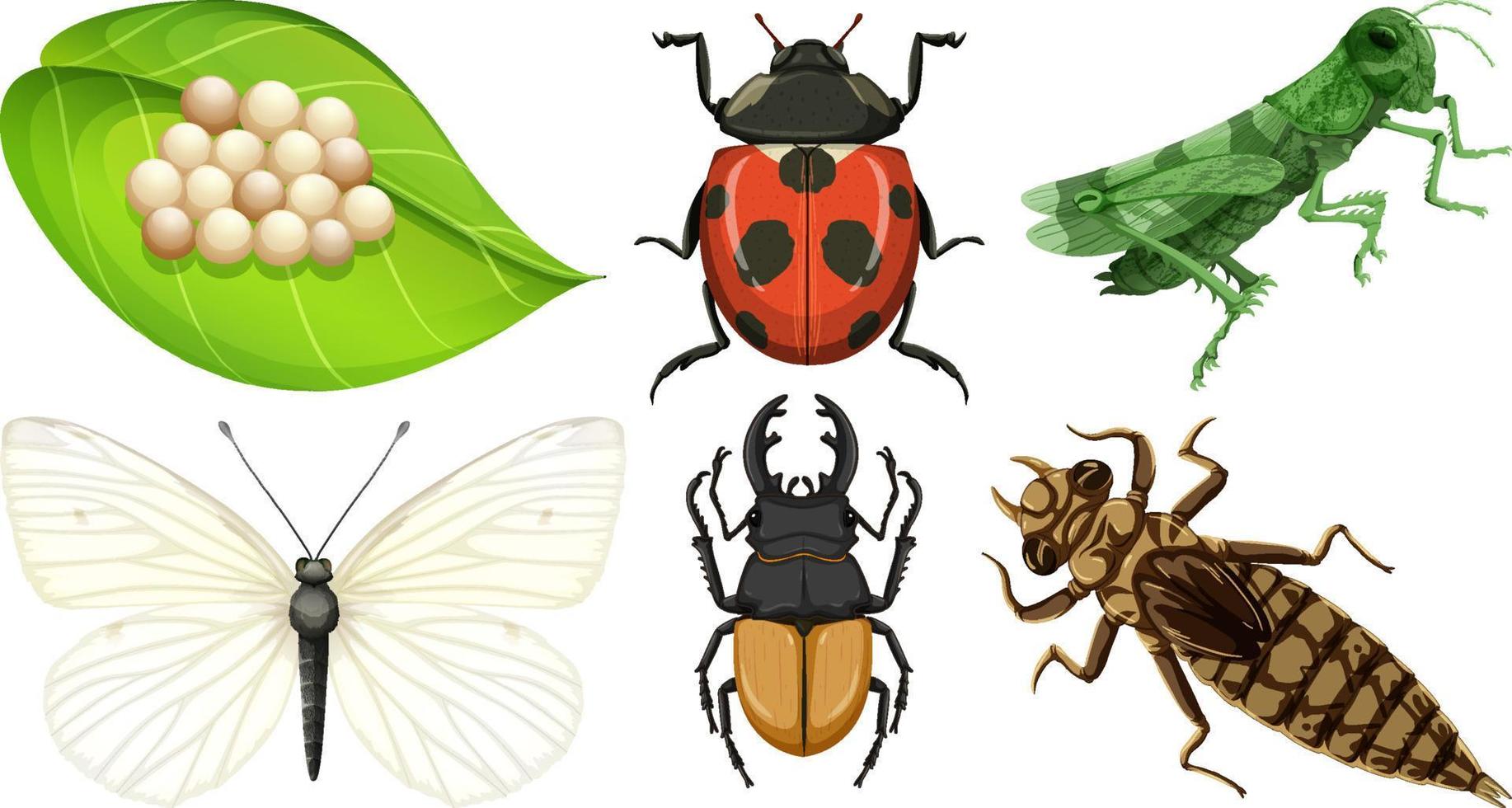 conjunto de diferentes tipos de insectos vector