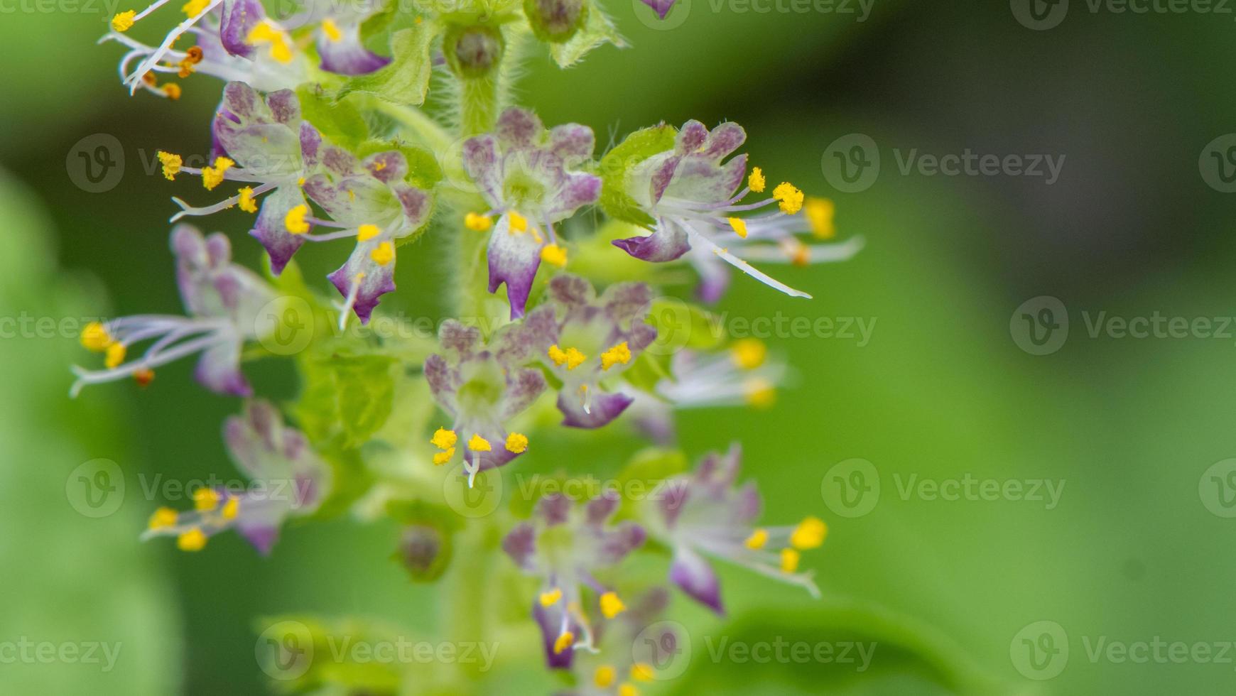 Holy basil blooming in the garden photo