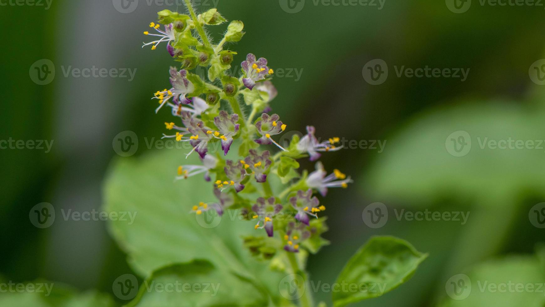 Holy basil blooming in the garden photo