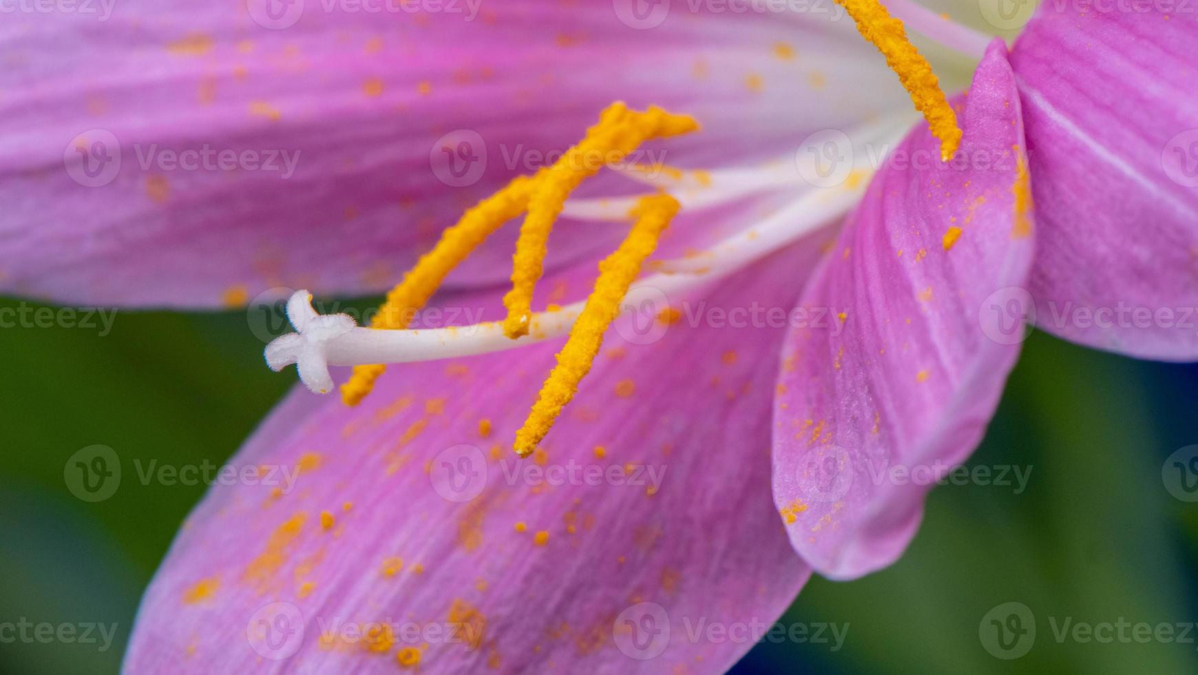 close up rain lily blooming in the garden photo