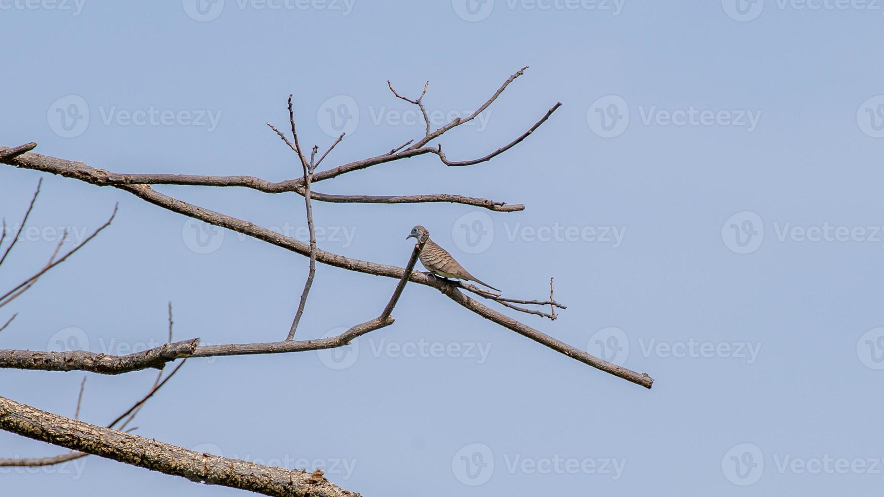 Zebra Dove, Barred Ground Dove, Peaceful Dove perched on dry tree photo