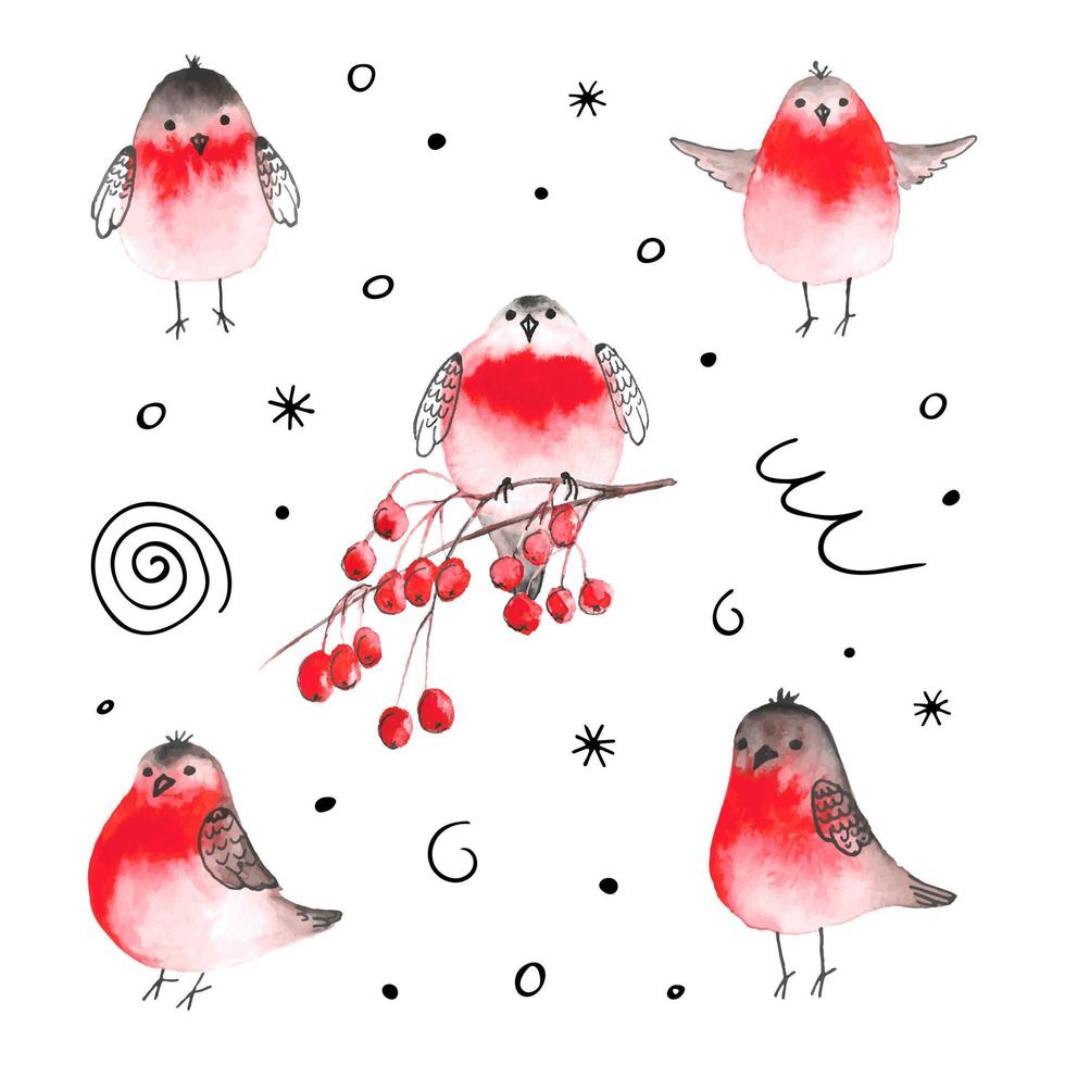 Watercolor bullfinch and rowan berrys. Vector illustrations of winter birds isolated on white background. Cute cartoon carachters for winter design.