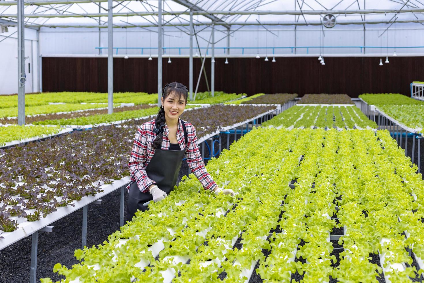 mujer asiática agricultora local que cultiva lechuga de ensalada de roble verde en el invernadero utilizando un enfoque orgánico del sistema de agua hidropónica foto