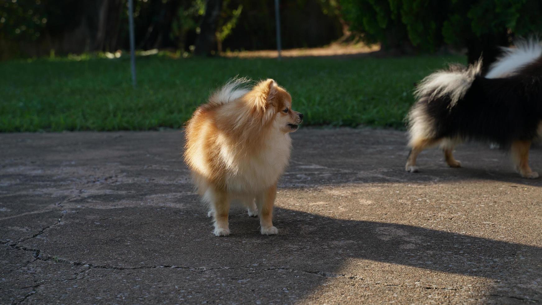 el pomerania esperaba a su dueño en el piso de yeso frente a su casa. foto