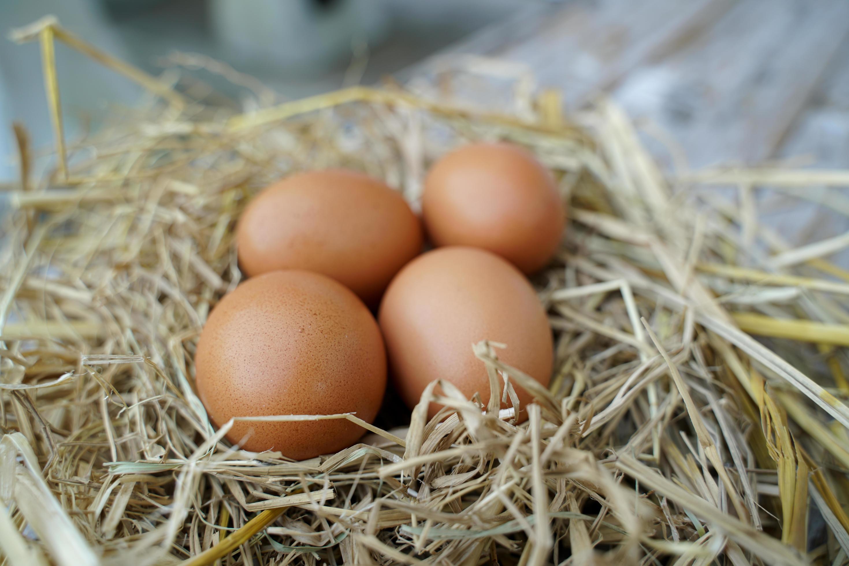 Fresh chicken eggs on dry straw and wooden table in rural village farm
