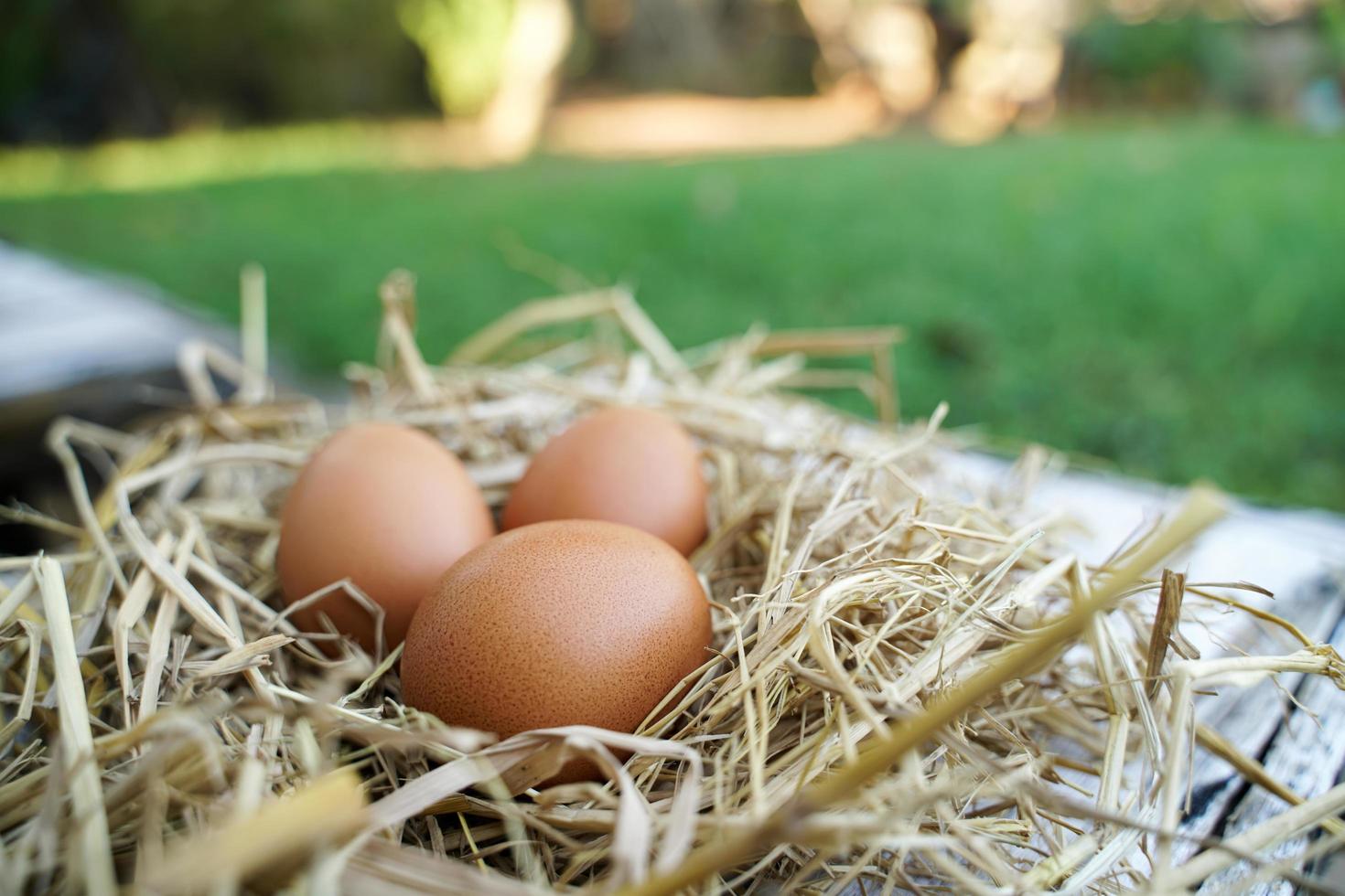 Fresh chicken eggs on dry straw and wooden table in rural village farm in Thailand. photo