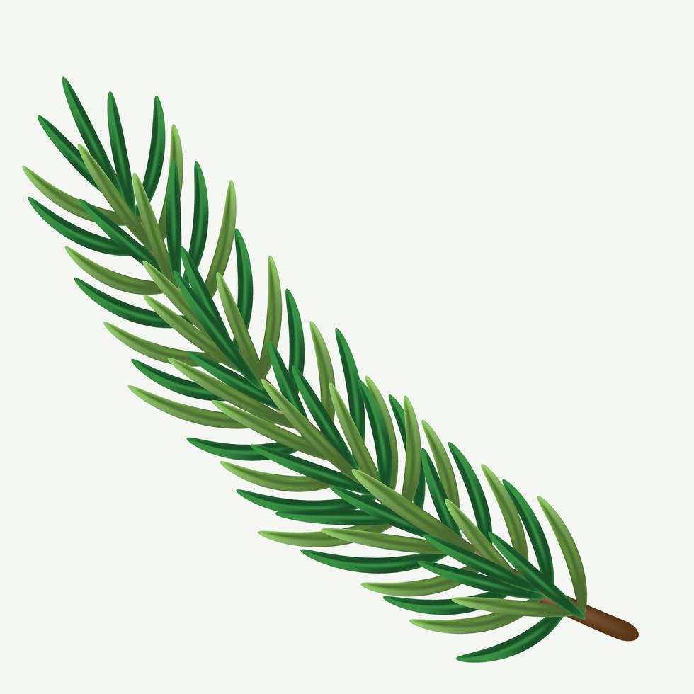 Green spruce branch in a beautiful style on a white background. white natural background. Isolated vector illustration. Green tree border.