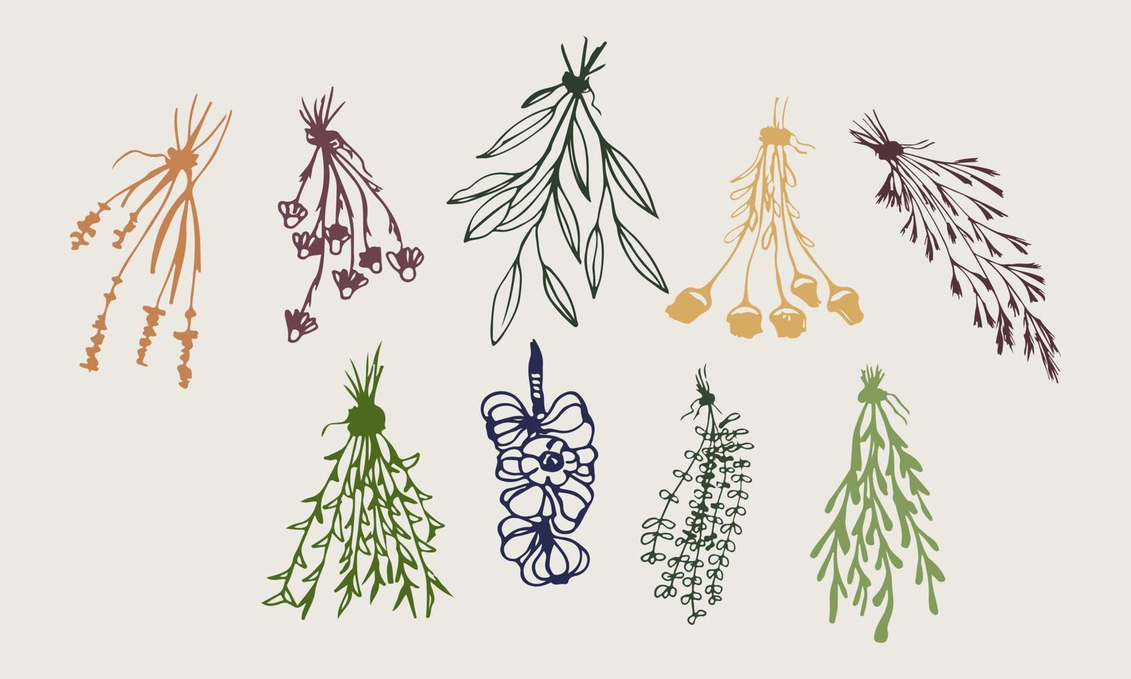 set Dry Herbs, Dried Flowers. Natural medicine. Colored Vector illustration