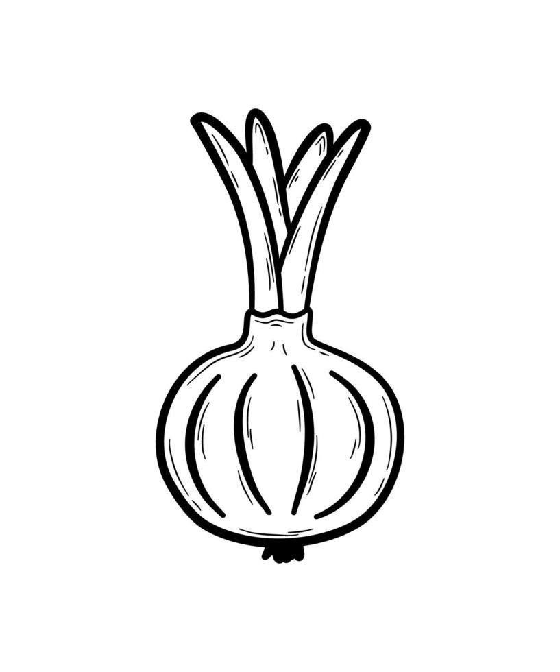 Hand drawn onion. Vegetable sketch isolated on white background.  Organic food, healthy eating. Flat vector illustration in doodle style.