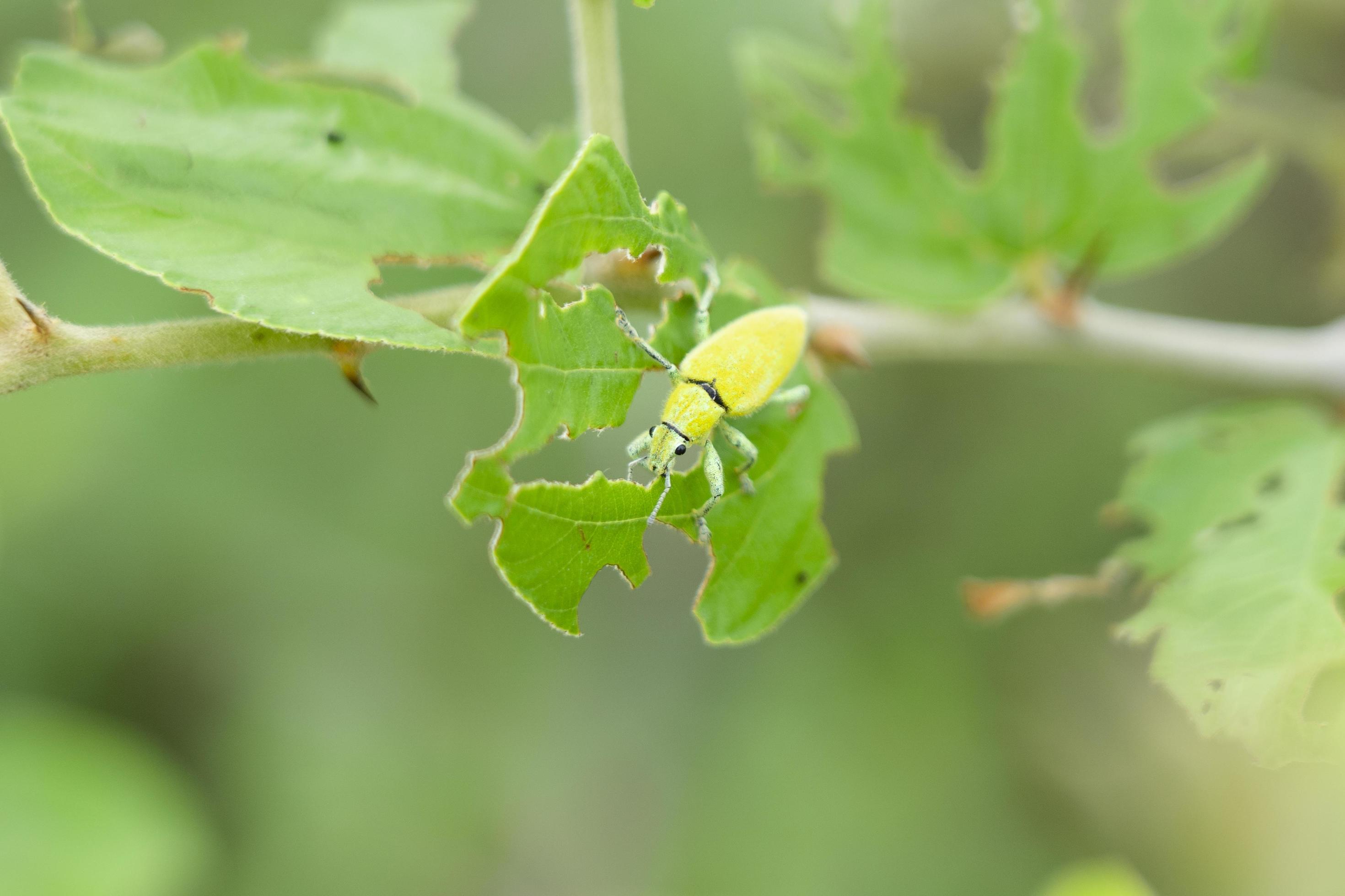 Green weevil or snout that breed on jujube trees. Green weevil or snout