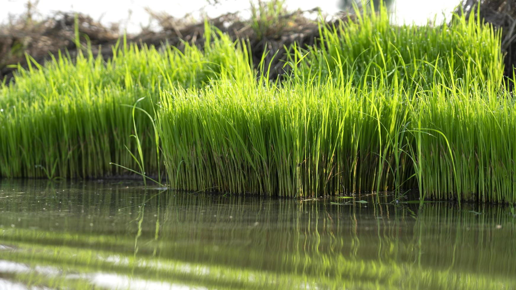 Rice seedlings in the fields to prepare for the farmer's cultivation. photo