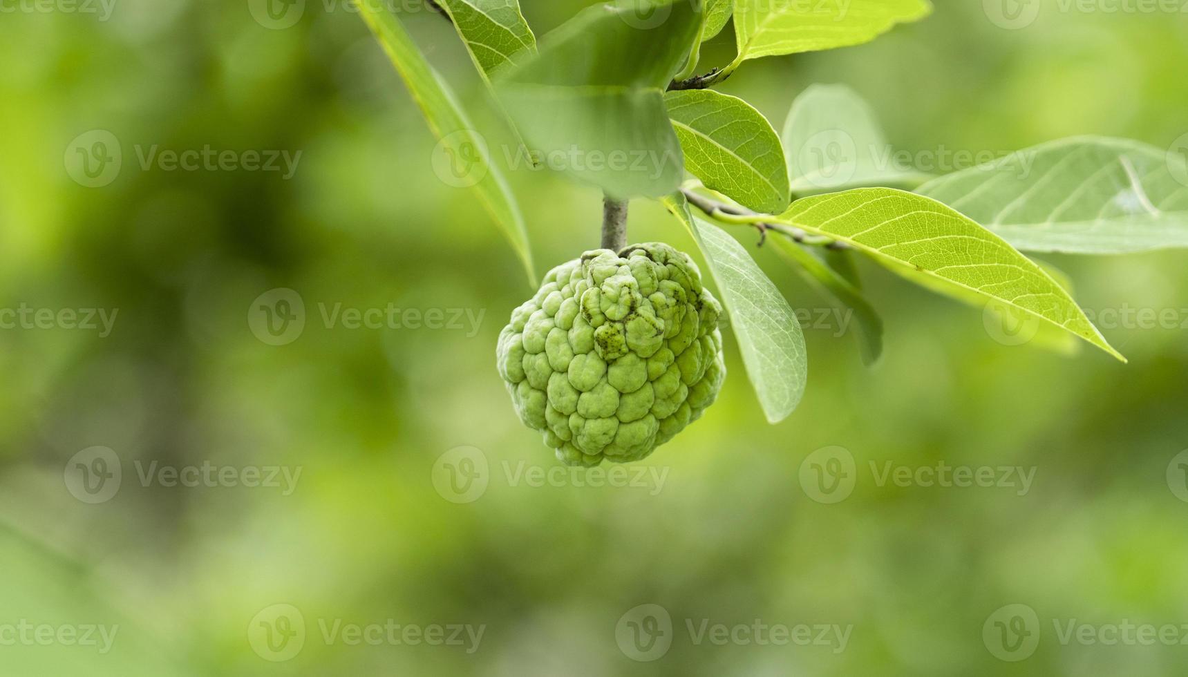 Fresh custard Annona squamosa on the tree on nature green background. Annona in the farmer's garden. sweet fruit photo