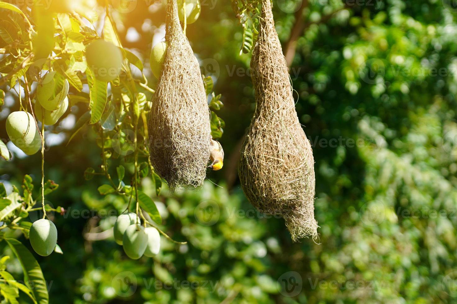 pájaro tejedor o pájaros anidan en árboles de mango en medio de la naturaleza. foto