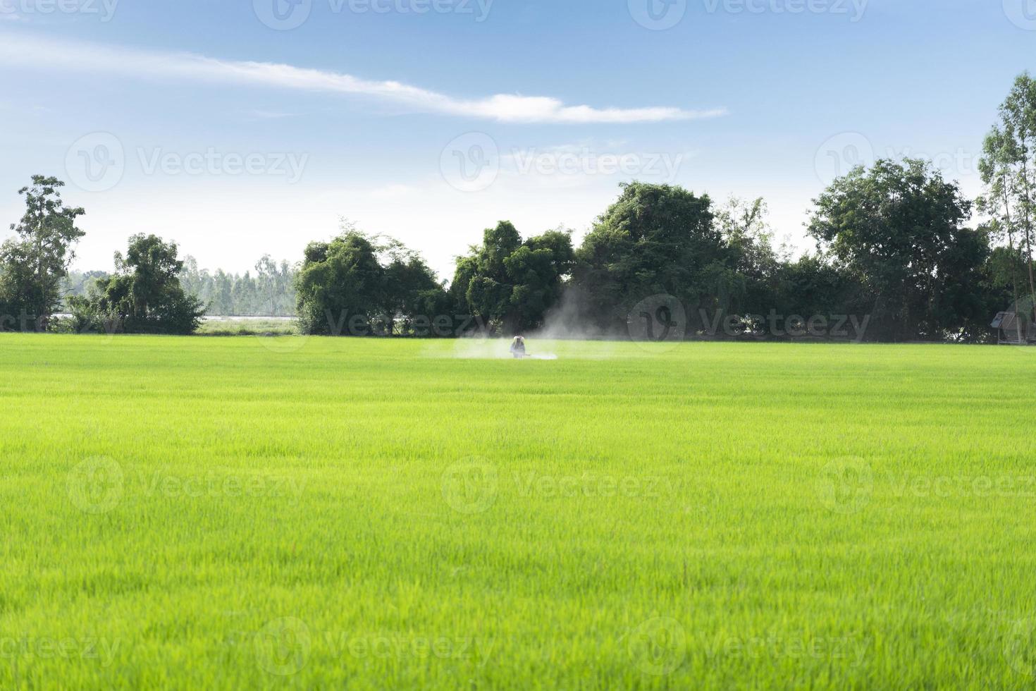 Farmers spray herbicides or pesticides in rice fields. Agriculture and agribusiness, agricultural industry. photo