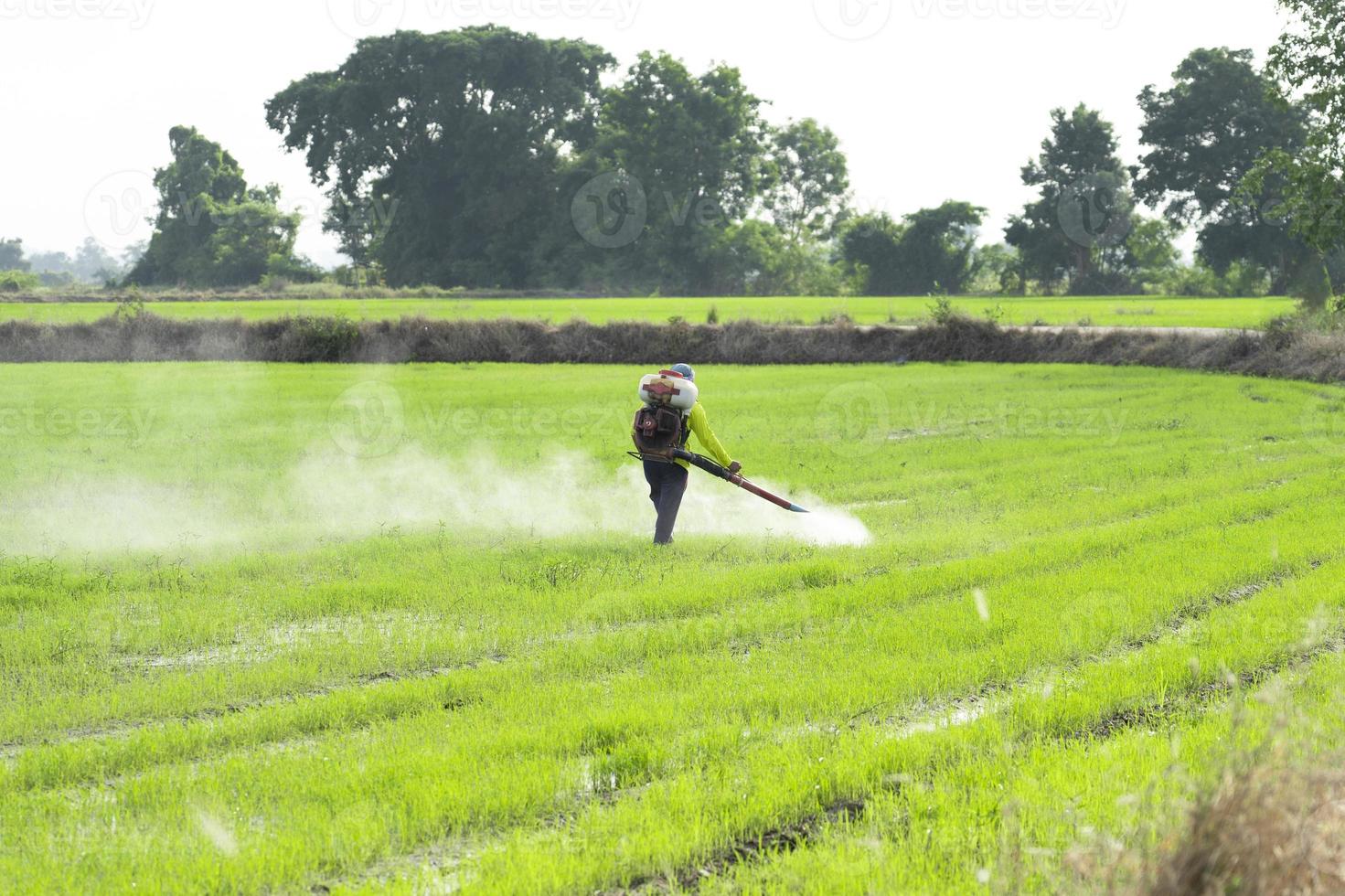 los agricultores rocían herbicidas o pesticidas en los campos de arroz. agricultura y agroindustria, agroindustria. foto