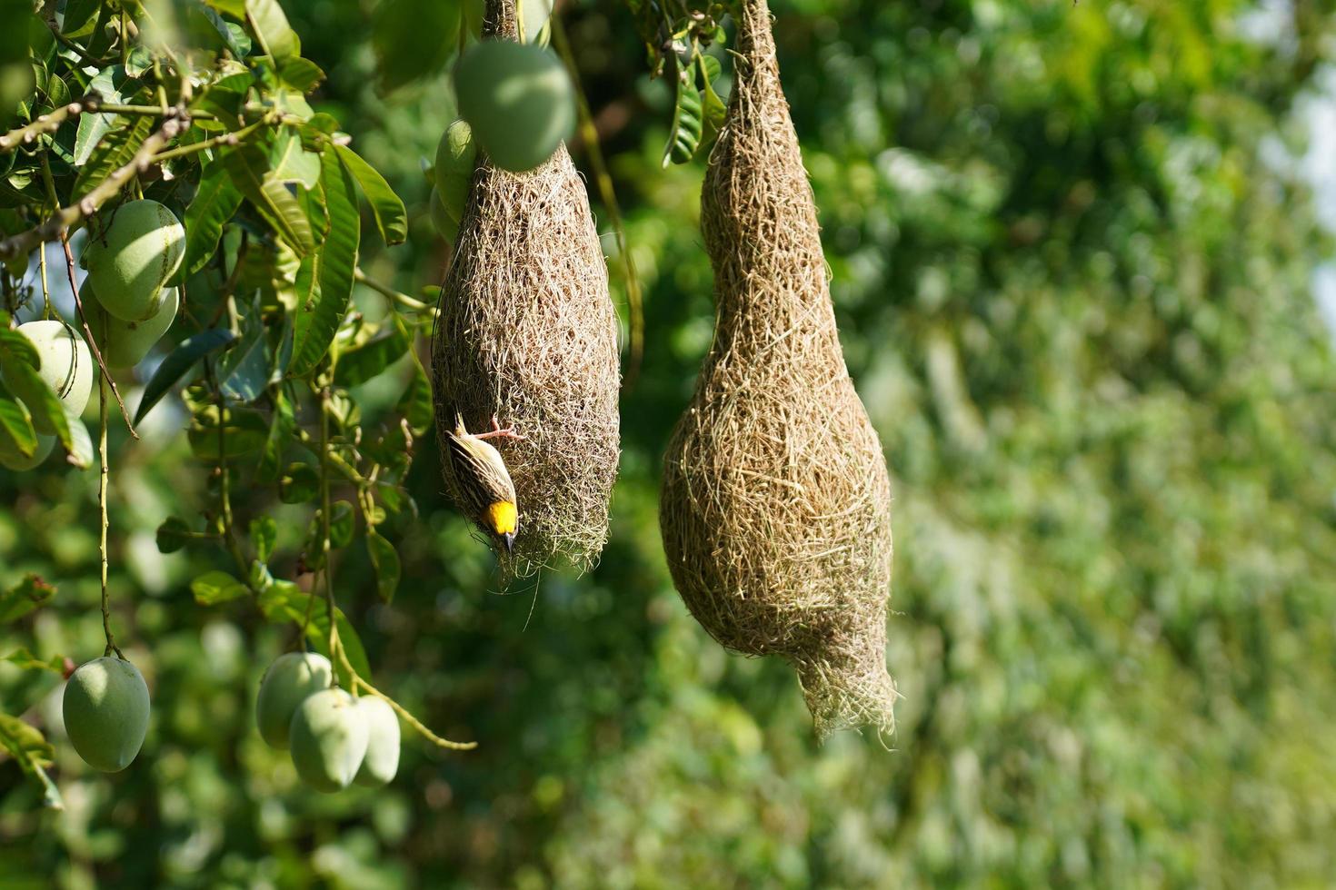 Weaver Bird or Birds nest on mango trees in the midst of nature