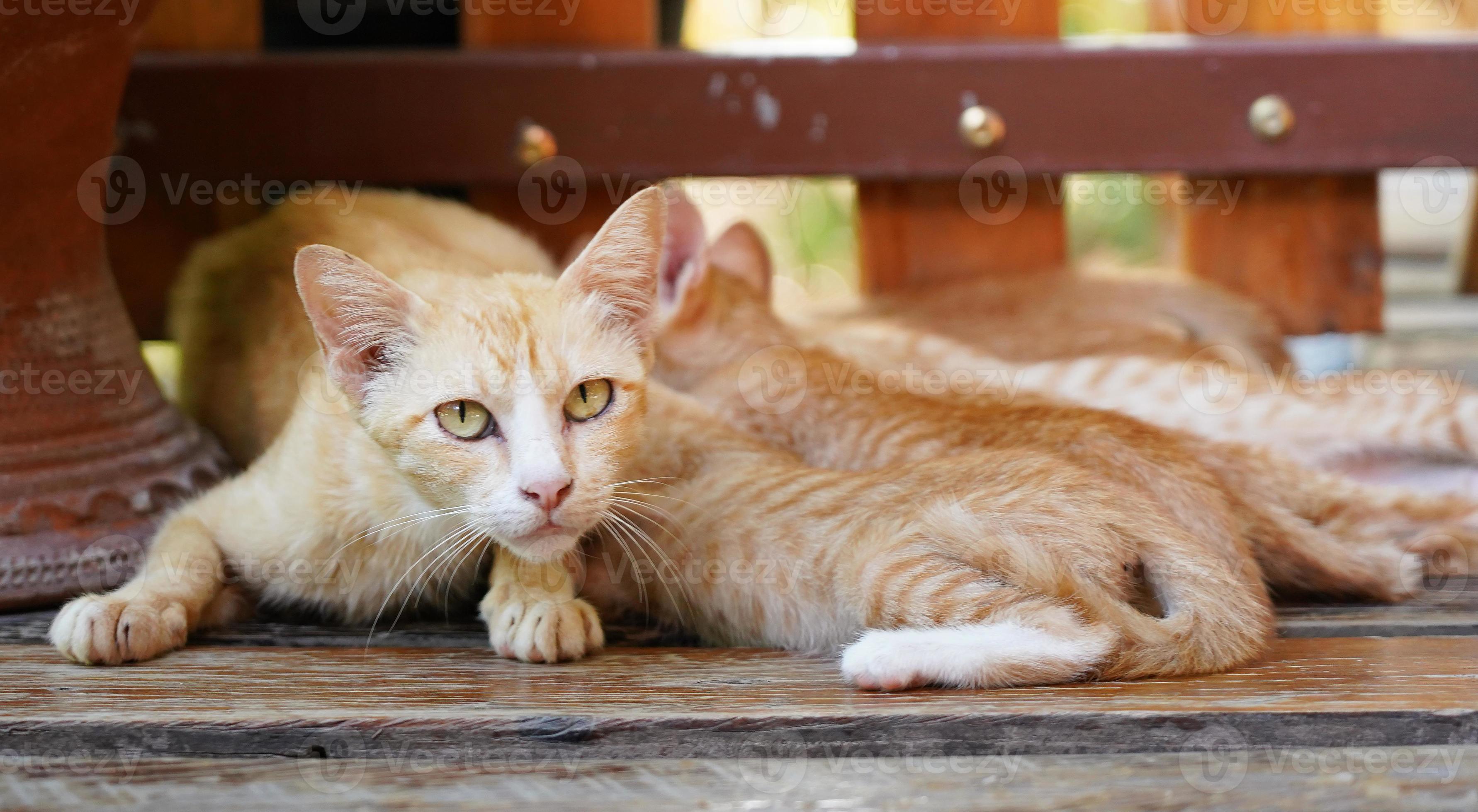 Cat nursing her little kittens, close up. Concept of motherhood, child